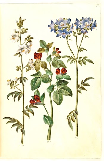 Polemonium caeruleum (common Jacob's ladder);Lotus | Free Photo - rawpixel