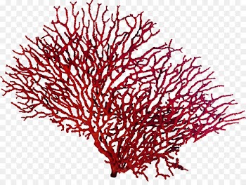 Policy Flag administration Aquarium Coral Invertebrate - corals 