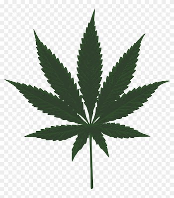 Political Risk Increases For Medical Marijuana - Marijuana Leaf Vector Art