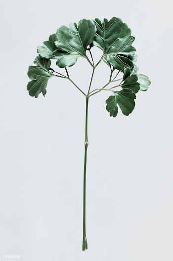 Polyscias leaves on white background | Free stock psd mockup - 556105