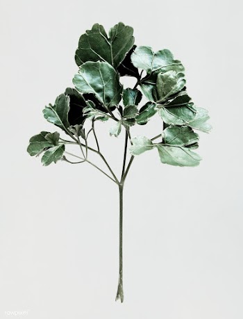 Polyscias leaves on white background | Free stock psd mockup - 556127