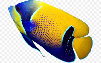 Pomacanthus navarchus Emperor angelfish Tropical fish Coral reef fish - deep sea fish 