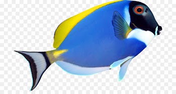 Pomacanthus navarchus Zebrasoma Angelfish Tropical fish - Tropical Fish 
