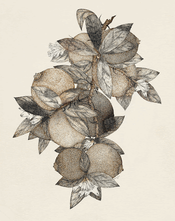 Pomegranate (1867) vintage Japanese drawing | Free Photo Illustration - rawpixel
