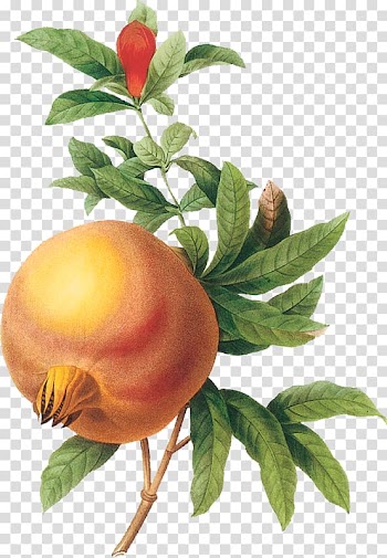 Pomegranate Botanical illustration Botany Drawing, pomegranate fruit transparent background PNG clipart