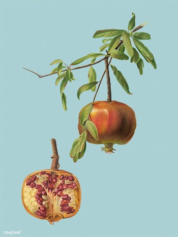 Pomegranate from Pomona Italiana (1817-1839) .. | Free stock vector - 488143