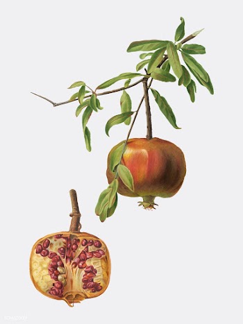 Pomegranate from Pomona Italiana illustration | Free stock vector - 488121
