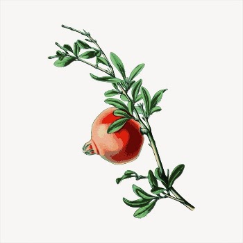 Pomegranate fruit  clipart, vintage | Free Vector - rawpixel