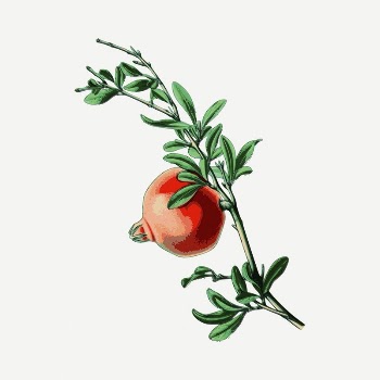 Pomegranate fruit drawing, vintage illustration | Free PSD - rawpixel
