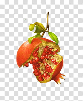 Pomegranate fruit illustration transparent background PNG clipart