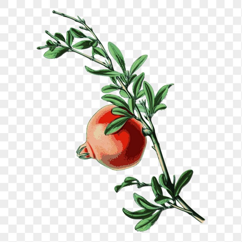 Pomegranate fruit png sticker, vintage | Free PNG - rawpixel