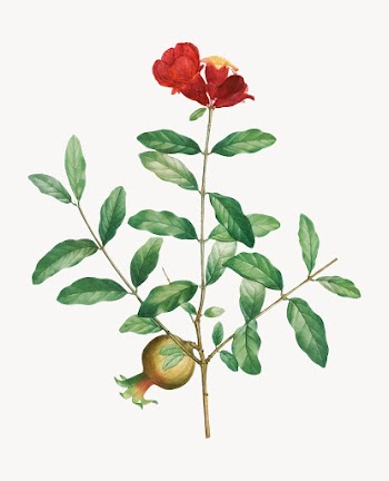 Pomegranate tree branch | Free stock vector - 568635
