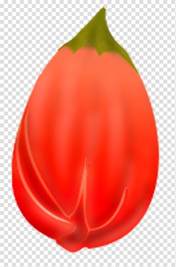 Pomegranates , oval red fruit transparent background PNG clipart