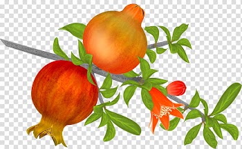 Pomegranates , painting of two pomegranate fruits transparent background PNG clipart