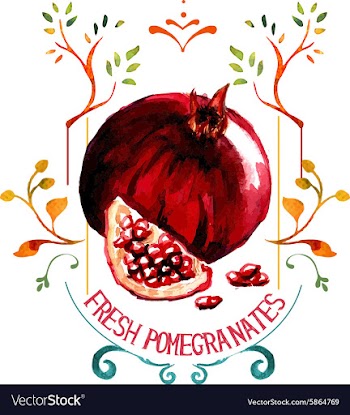 Pomengranate Watercolor vector image