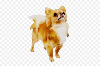 Pomeranian Chihuahua Dog breed Cat Companion dog -  