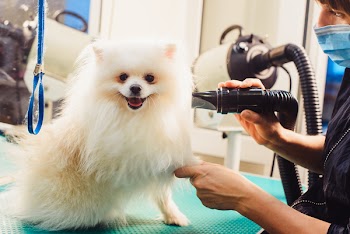 Pomeranian dog on the table for grooming in the beauty salon for dogs. The concept of popularizing haircuts and caring for dogs. Drying of wool with a special hair dryer of spitz dog.
