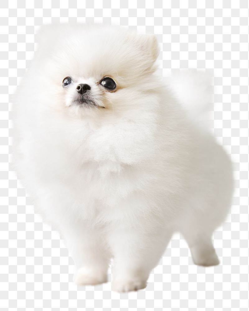  Pomeranian dog png sticker, | Free PNG - rawpixel