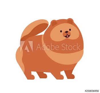 Pomeranian or Pom