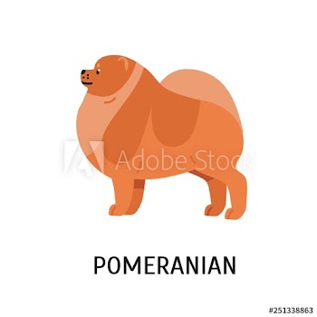 Pomeranian or Pom