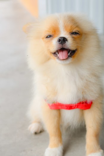 Pomeranian Puppy