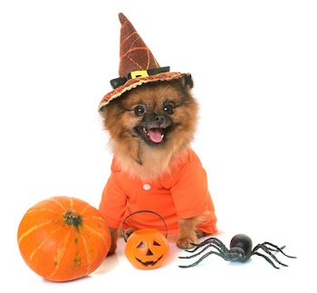 pomeranian spitz and halloween in front of white background