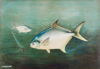 Pompano chromolithograph (n.d.) by Samuel Kilbourne. Original from Mus.. | Free public domain illustration - 2332510