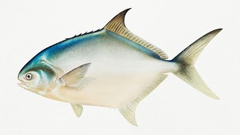 Pompano chromolithograph (n.d.) by Samuel Kilbourne. Original from Mus.. | Free public domain illustration - 2335104