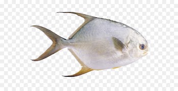 Pompano Pampus argenteus Stromateidae Fish Common carp - fish 