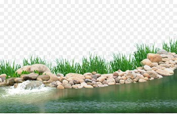 Pond Aquatic plant Lake - Lake plants 