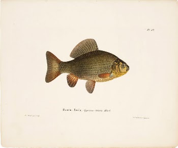 Pond crucian carp, 1836 - | Free Photo - rawpixel