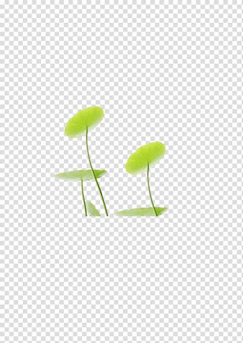 Pond Leaf Designer Petal, Lotus lotus leaf transparent background PNG clipart