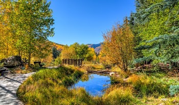 Pond Near Road Surrounded by Trees during Day