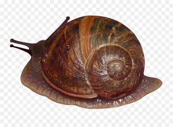 Pond snails Gastropod shell Sea snail Lymnaea stagnalis - snail 