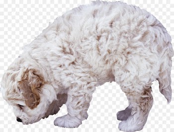 Poodle, Animal, White, Animal Figure, Dog PNG