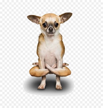 Poodle Chihuahua Yoga Dogs Doga - Yoga Dogs 