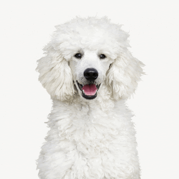 Poodle dog collage element psd | Free PSD - rawpixel
