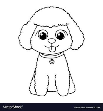 poodle dog isolated on white