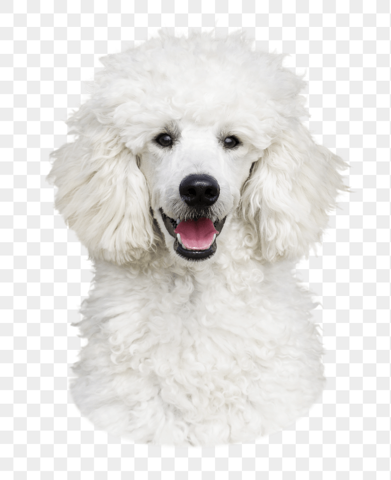 Poodle png sticker, transparent background | Free PNG - rawpixel