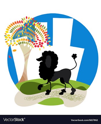 Poodle vector image