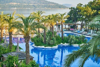 Pool Surrounded With Palm Trees
