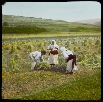 Poor harvest. | Free Photo - rawpixel