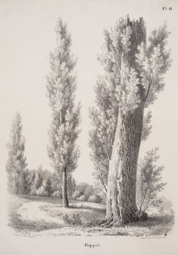 Poplar, 1840, Magnus von Wright | Free Photo - rawpixel