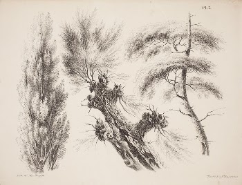 Poplar, crack willow and pine, | Free Photo - rawpixel