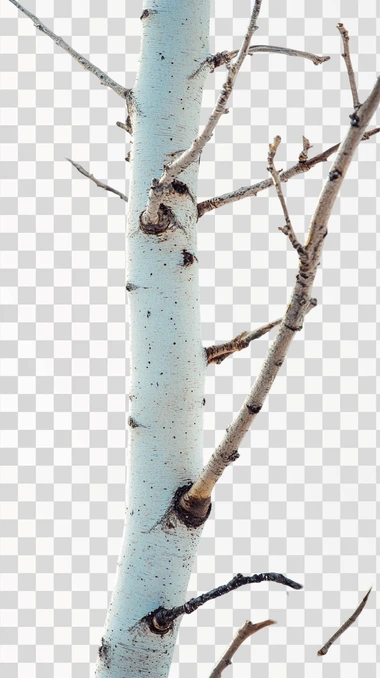 poplar tree white background,