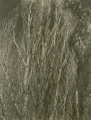 Poplars, Lake George (1932) photo | Free Photo - rawpixel