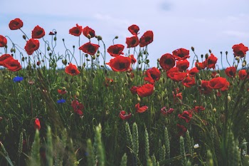 Poppies
