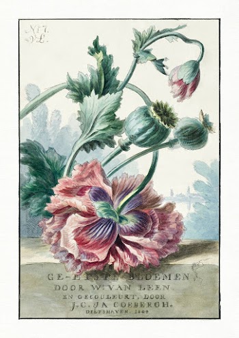 Poppies (1804) painting in high resolution by… | Free public domain illustration