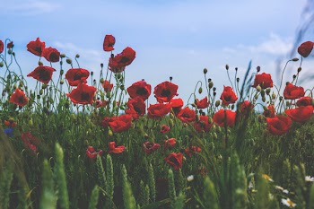 Poppies 2
