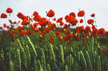 Poppies 4